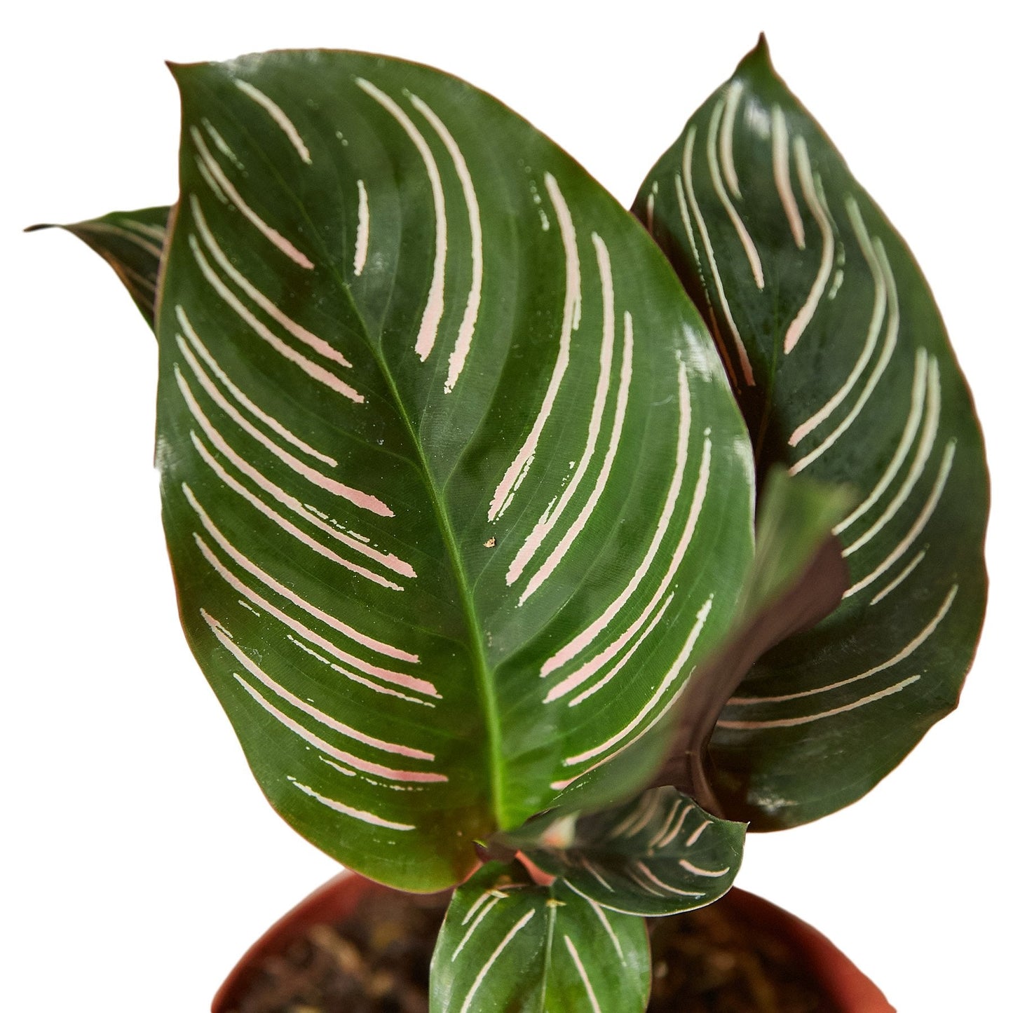 Calathea 'Ornata' Peacock Plant Live Plant