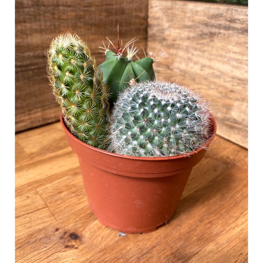 Cacti Cactus Combo #2 Three Cactus per Pot 4" Pot Live Plant