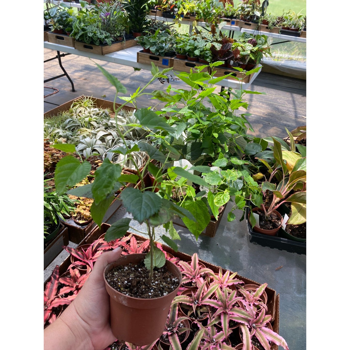 Patio Fruit Mulberry Bush or Morus Nigra Dwarf Fruit Tree 4" Pot Live Plant