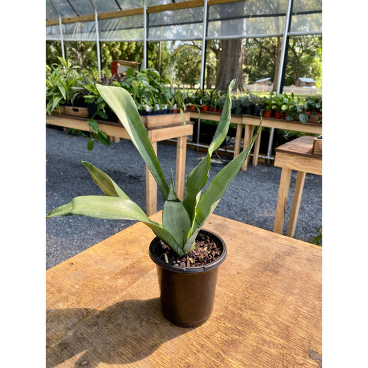 Sansevieria Moonshine Snake Plant 4" Pot Live Plant