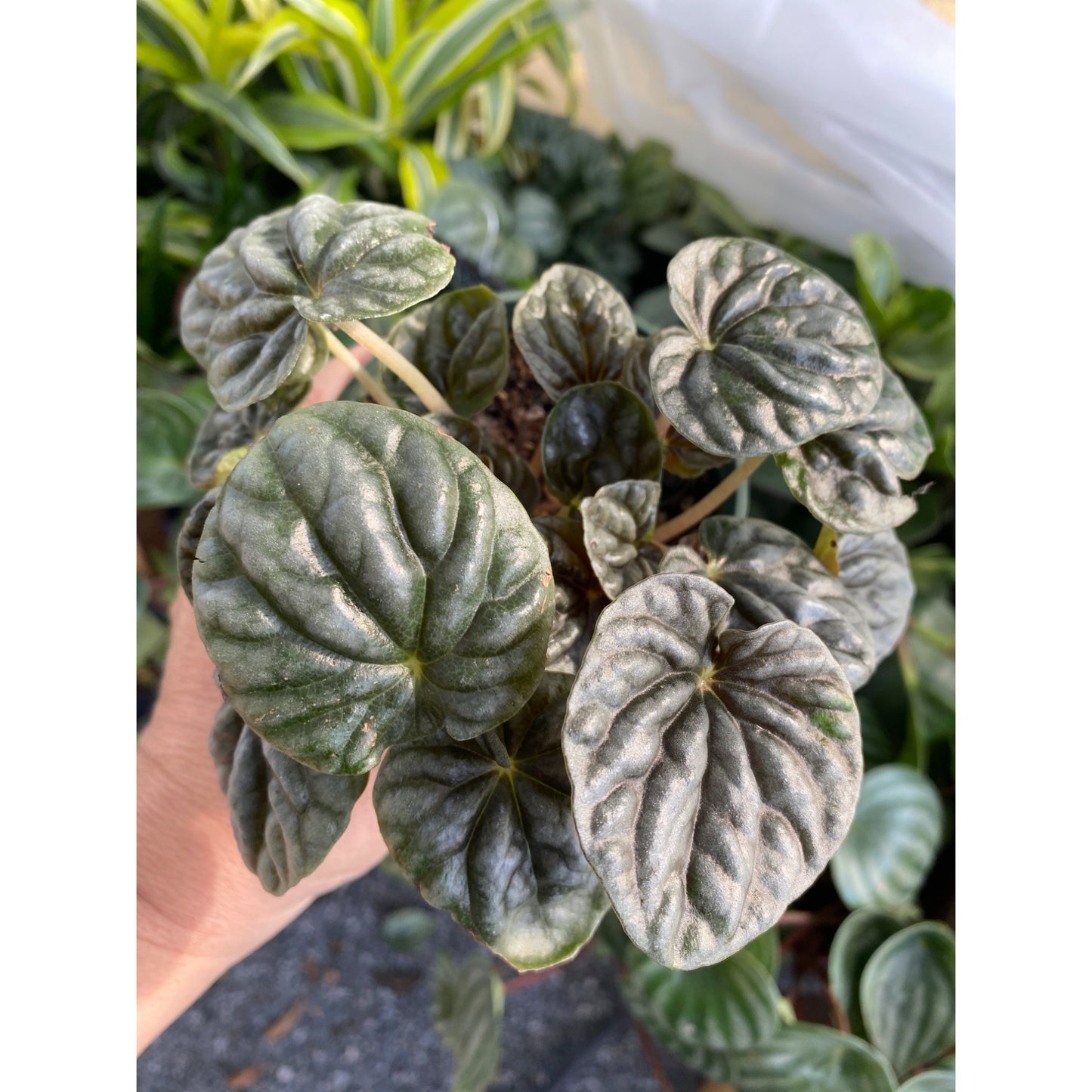 Peperomia Caperata Radiator Plant Emerald Green Ripple 4 Inch Pot Live Plant