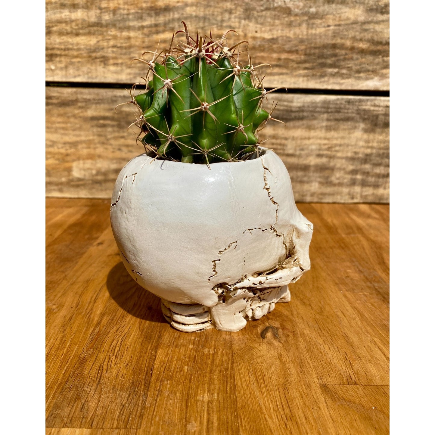 Skull Planter Medium Size with Devil's Tongue Cactus Ferocactus latispinus Live Plant