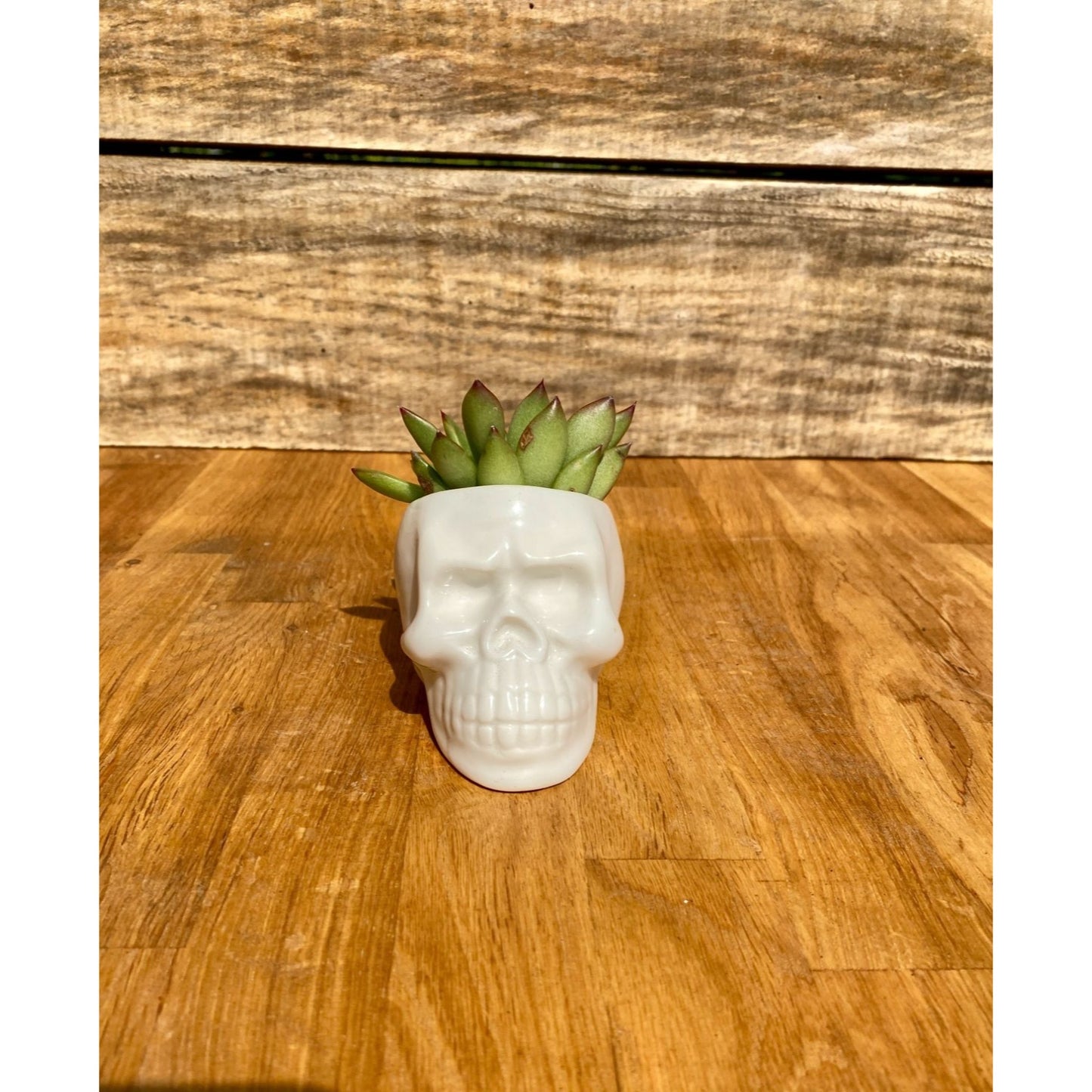 Small Skull with Potted 2" Succulent