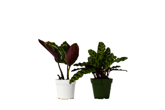 2 Calathea Plants Peacock Plant Variety Pack in 4" Pots