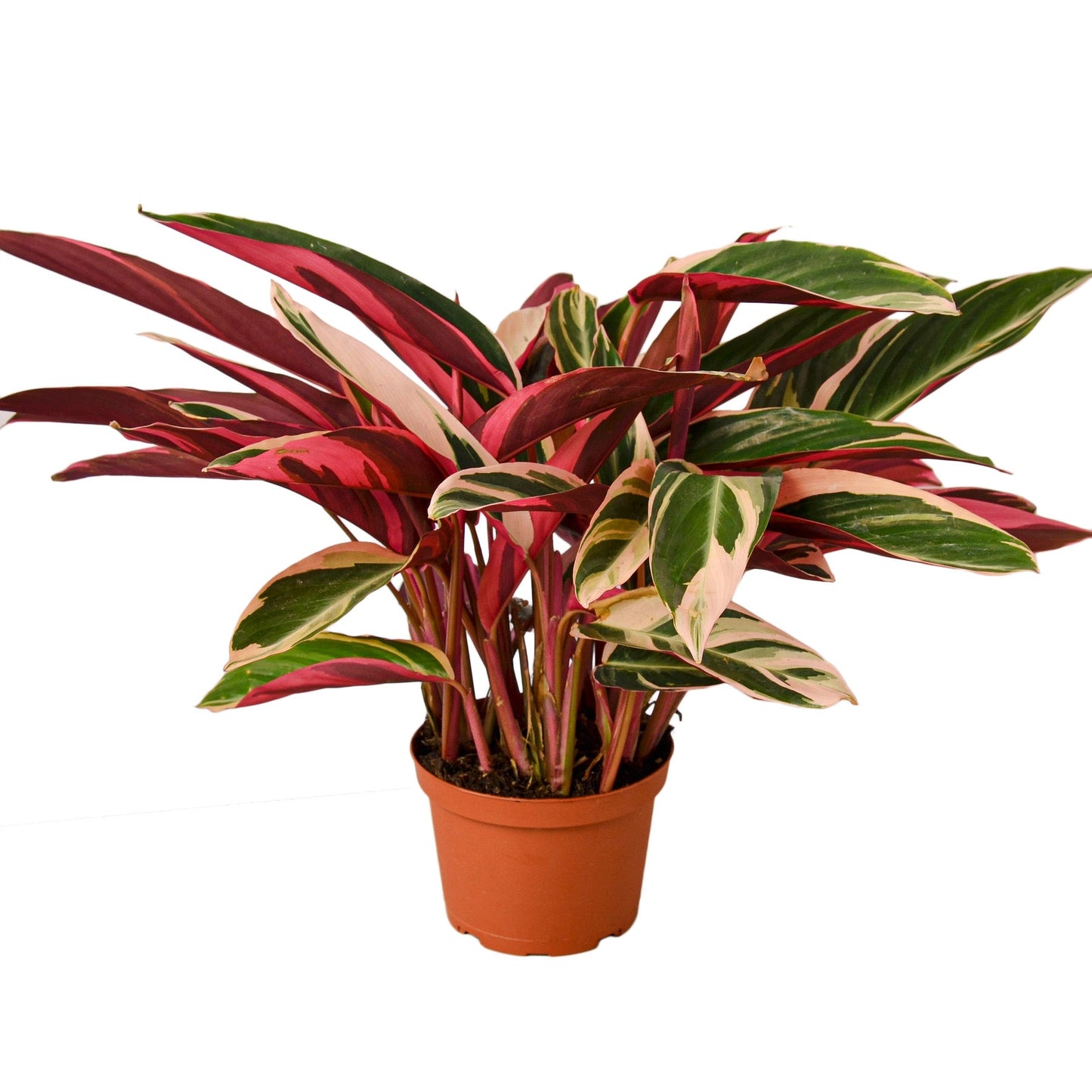 Stromanthe Triostar Magenta Live Plant Multiple Sizes Available