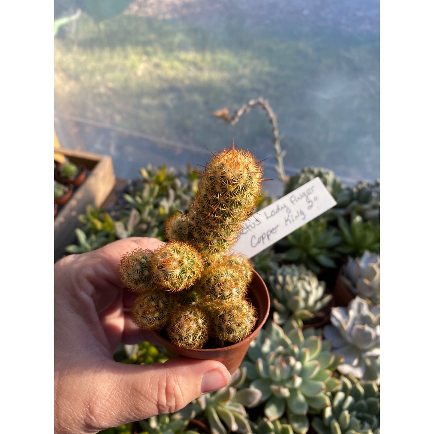 Cactus Mammillaria Elongata Lady Finger Copper King 2" Pot Live Plant