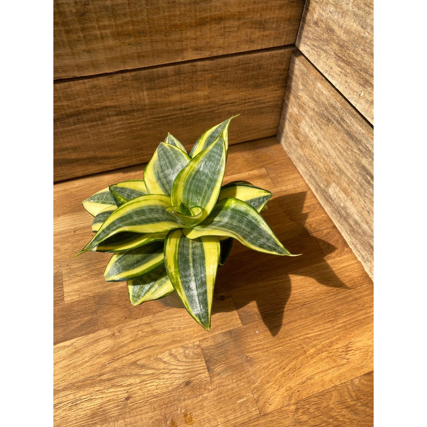 Snake Plant Sansevieria Golden Hahnii 4" Pot Live Plant