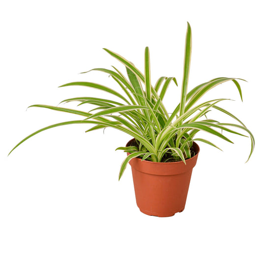 Spider Plant Reverse Chlorophytum comosum