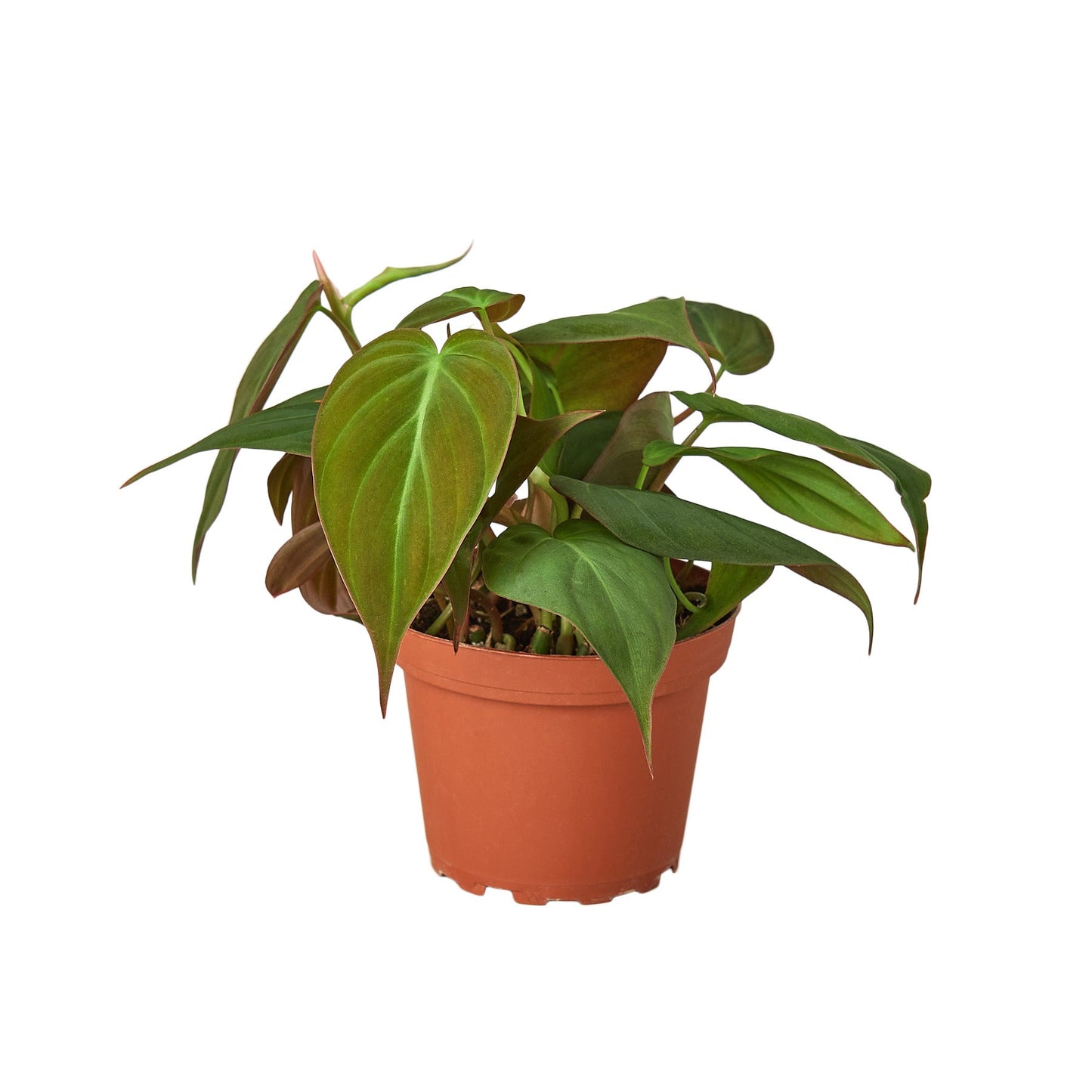 Philodendron Hederaceum Velvet Micans Heartleaf Live Plant Multiple Sizes Available