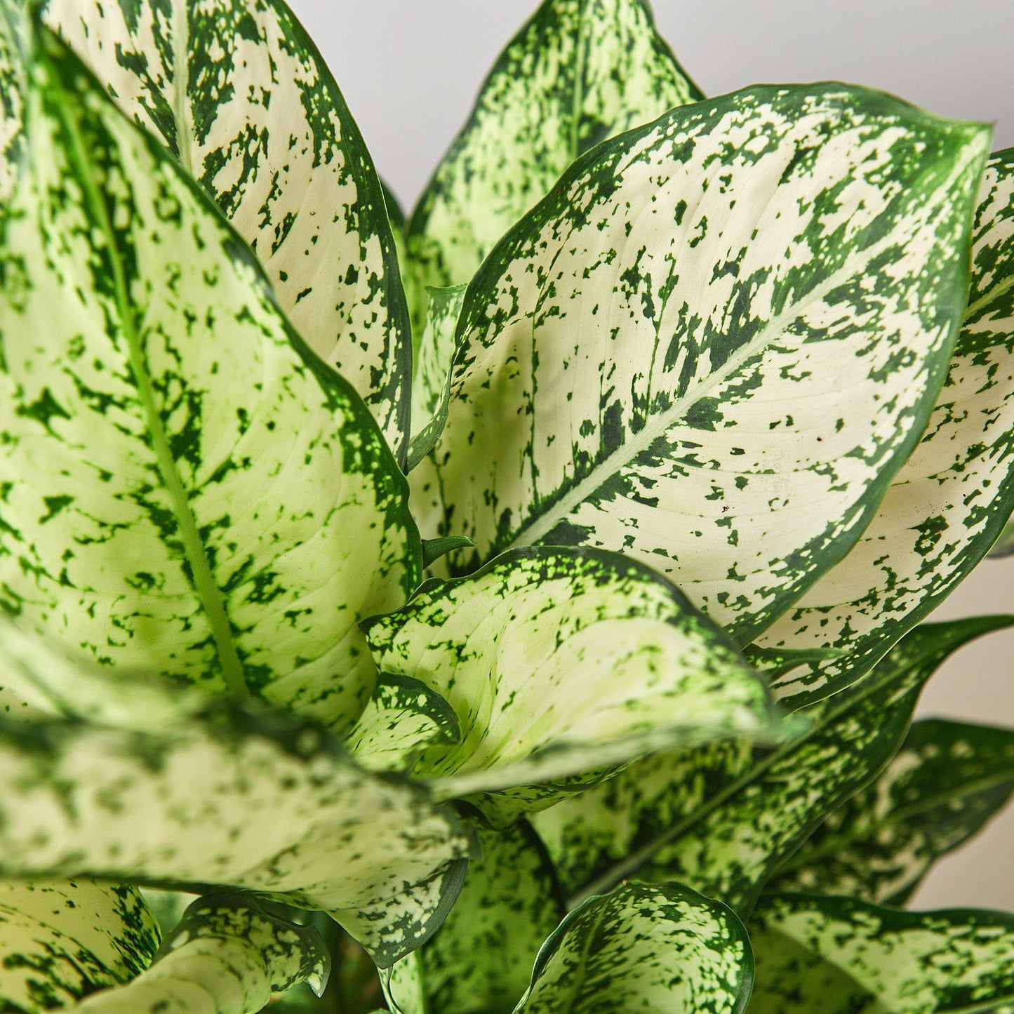 Aglaonema First Diamond Chinese Evergreen Siam Snow White Live Plant