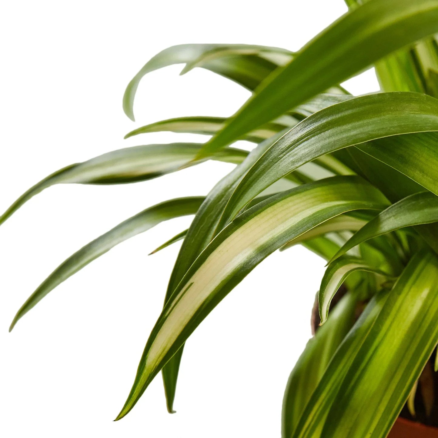 Spider Plant Hawaiian Chlorophytum comosum Live Plant Multiple SIzes Available