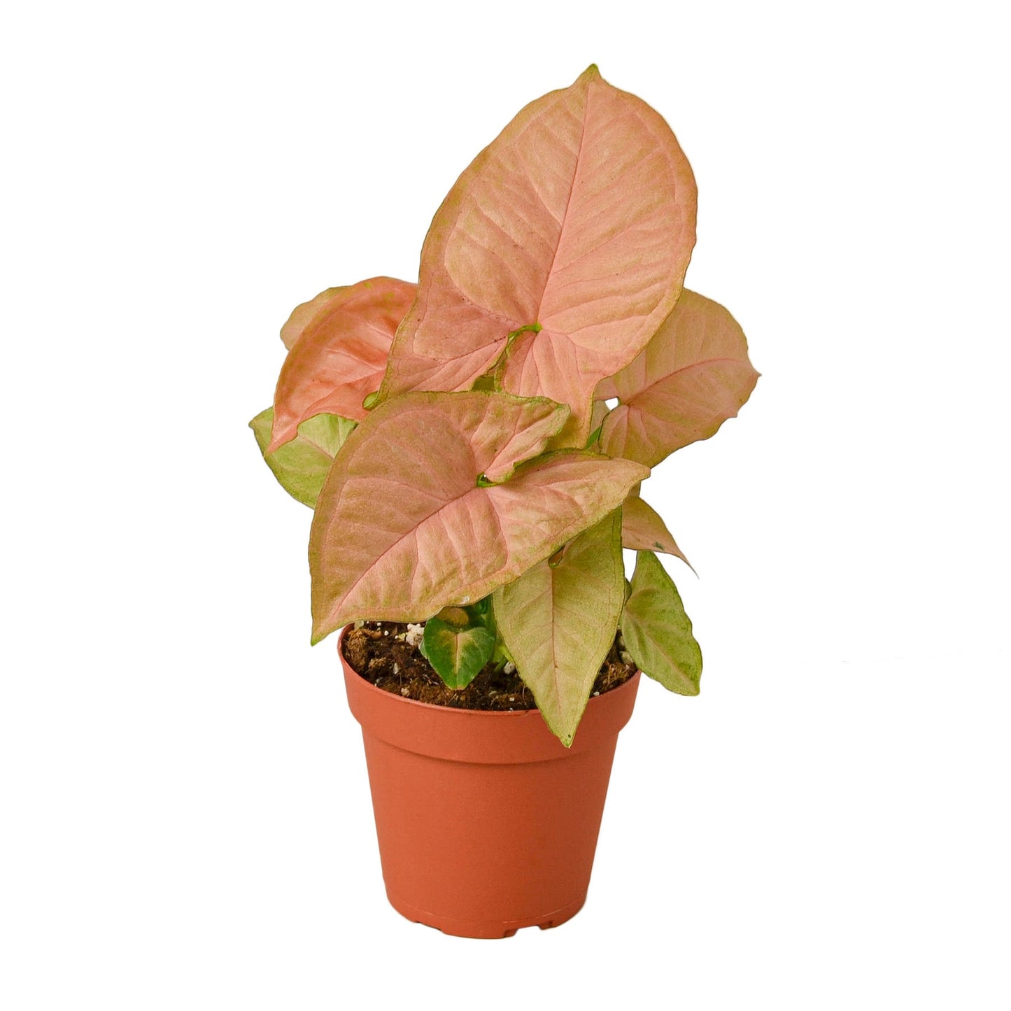 Syngonium Strawberry Arrowhead Plant Live Plant Multiple Sizes Available