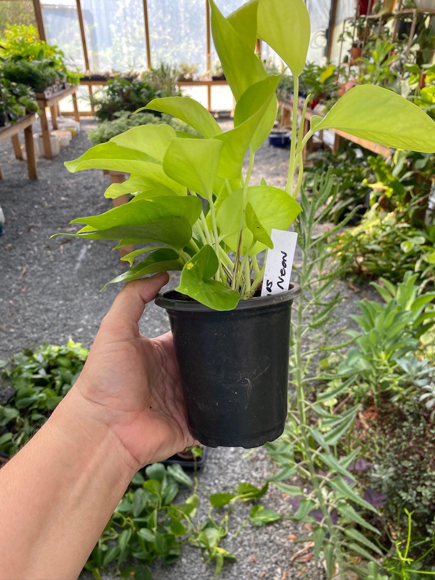 Pothos or Devil's Ivy Neon 4" Pot Live Plant