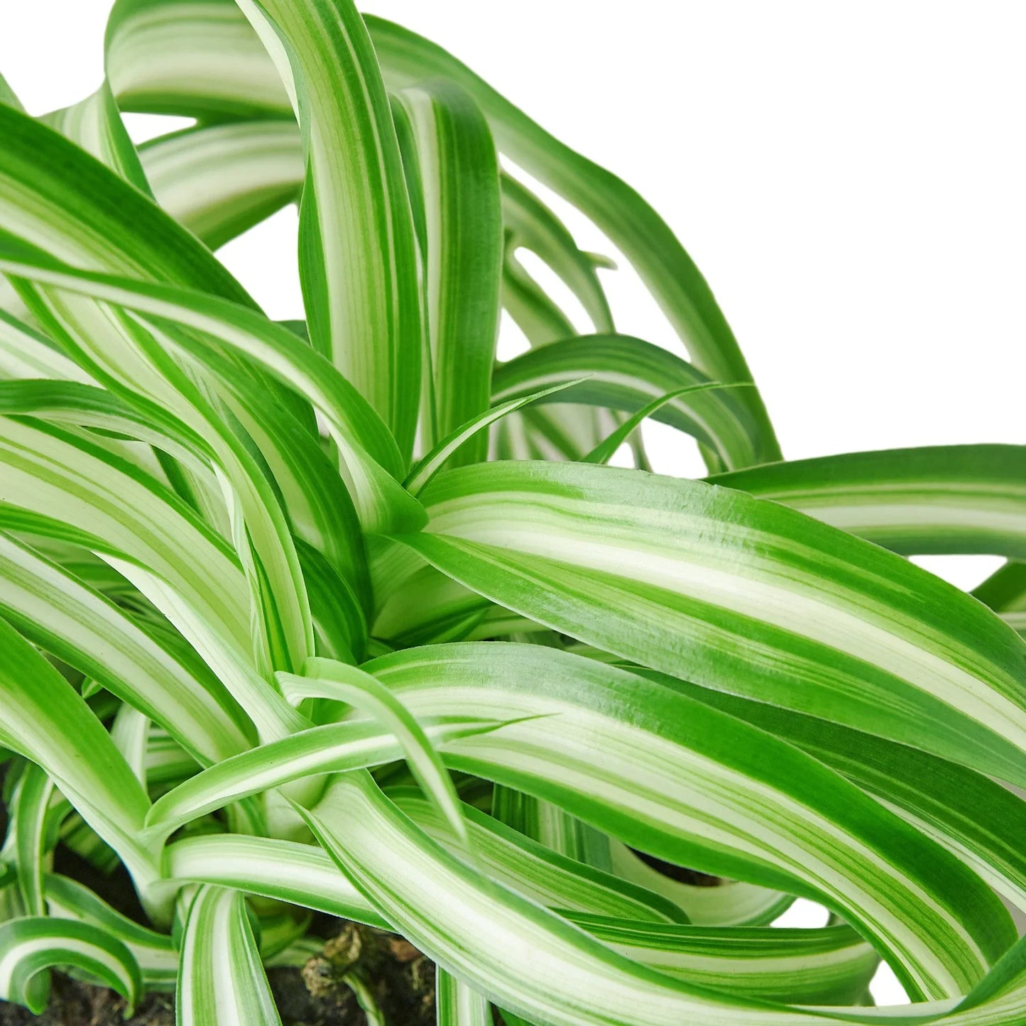 Spider Plant Bonnie Chlorophytum comosum Live Plant Multiple Sizes Available