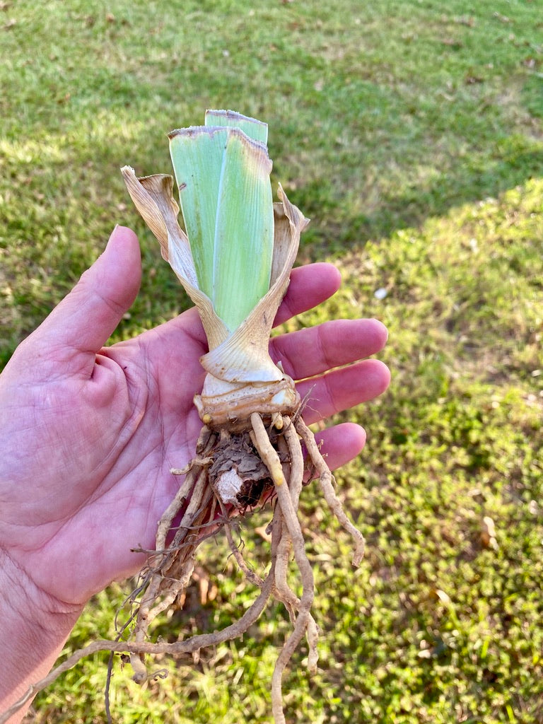 Iris Bearded Idle Rich Germanica Iris #1 Size Rhizome