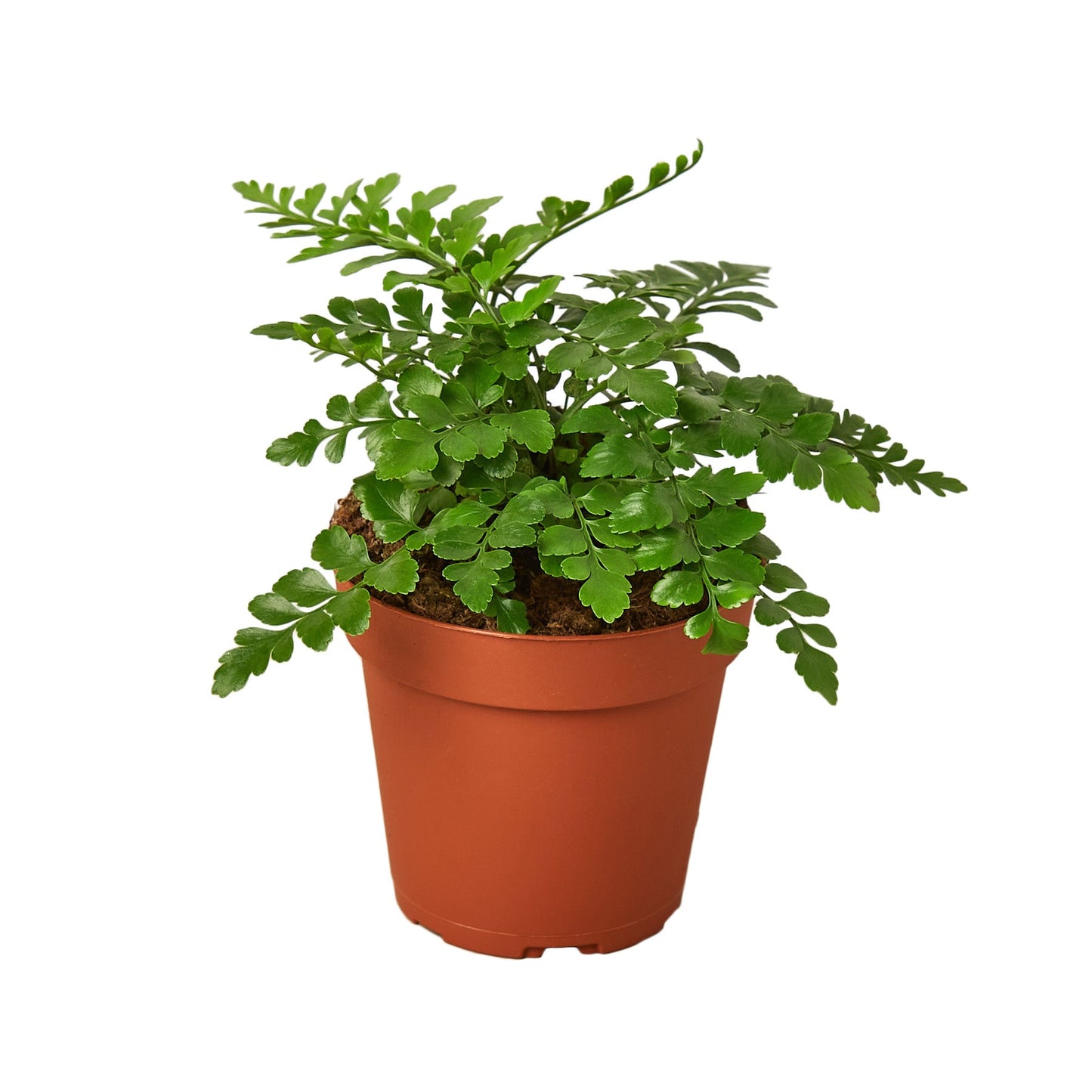 Fern Austral Gem Fern Live Plant