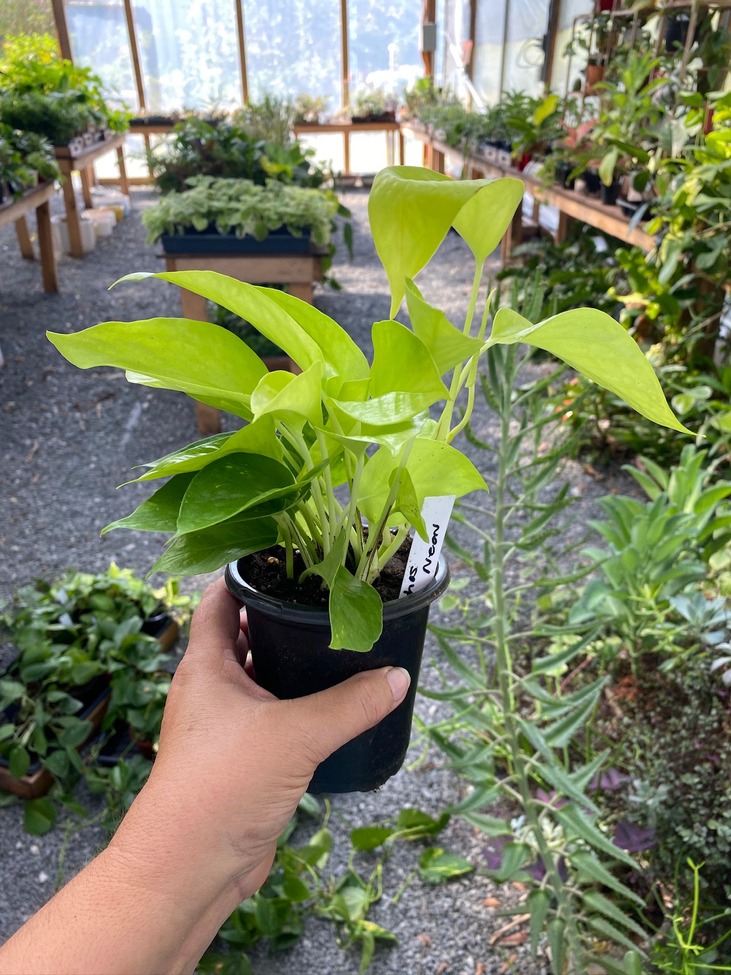 Pothos or Devil's Ivy Neon 4" Pot Live Plant