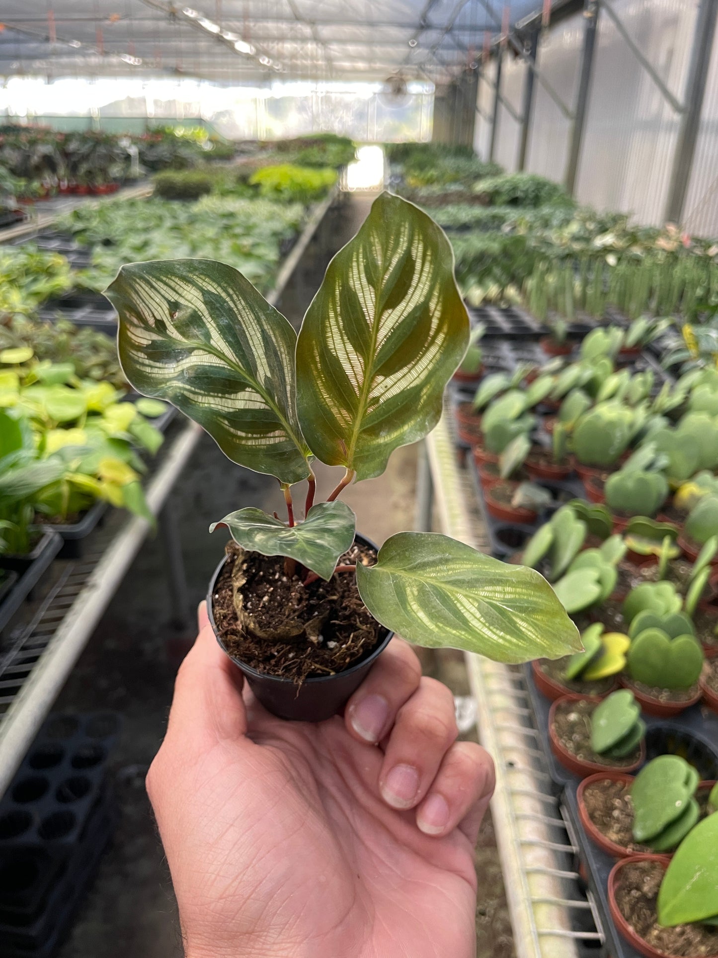 Calathea 'Makoyana' Peacock Plant Live Plant