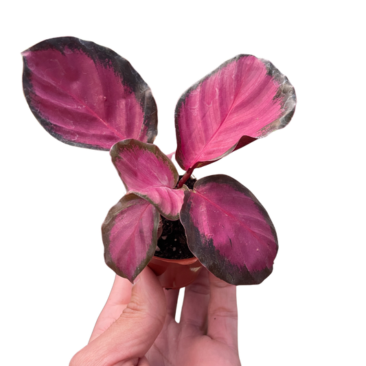 Calathea 'Purple Rose' Peacock Plant Live Plant