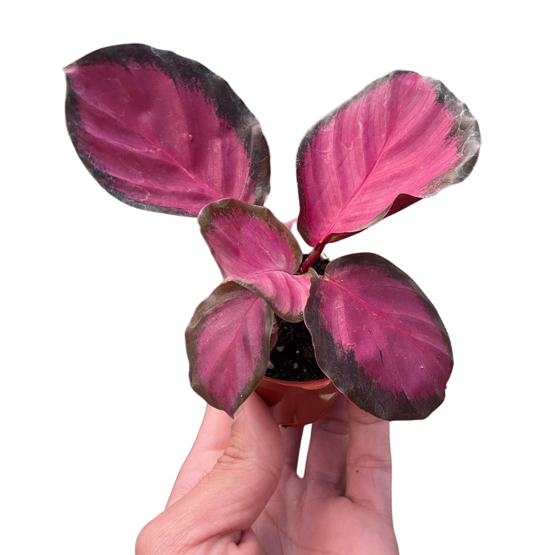 Calathea 'Purple Rose' Peacock Plant Live Plant