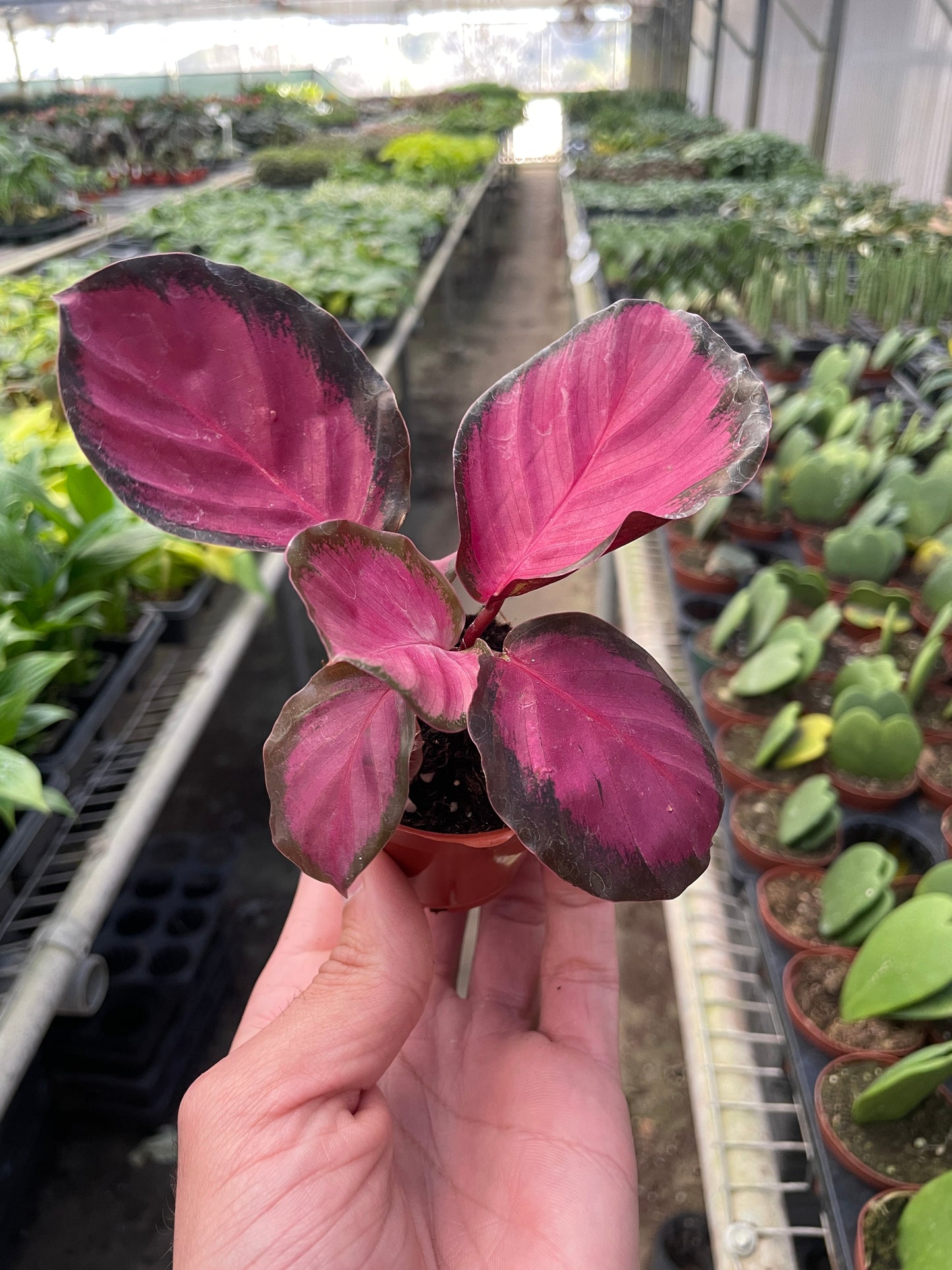 Calathea 'Purple Rose' Peacock Plant Live Plant