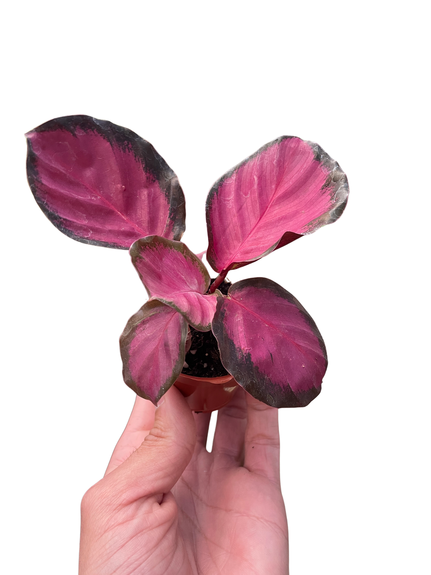 Calathea 'Purple Rose' Peacock Plant Live Plant