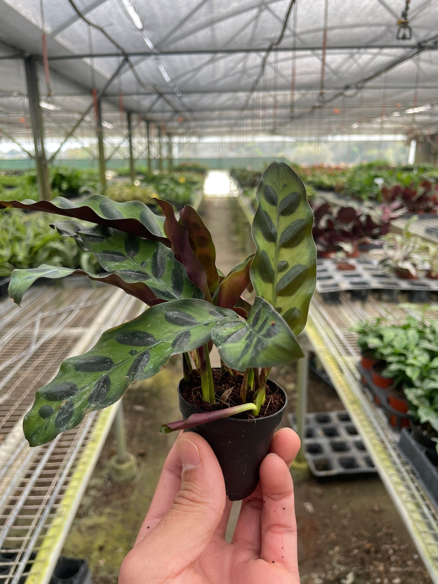 Calathea Lancifolia 'Rattlesnake' Peacock Plant Live Plant