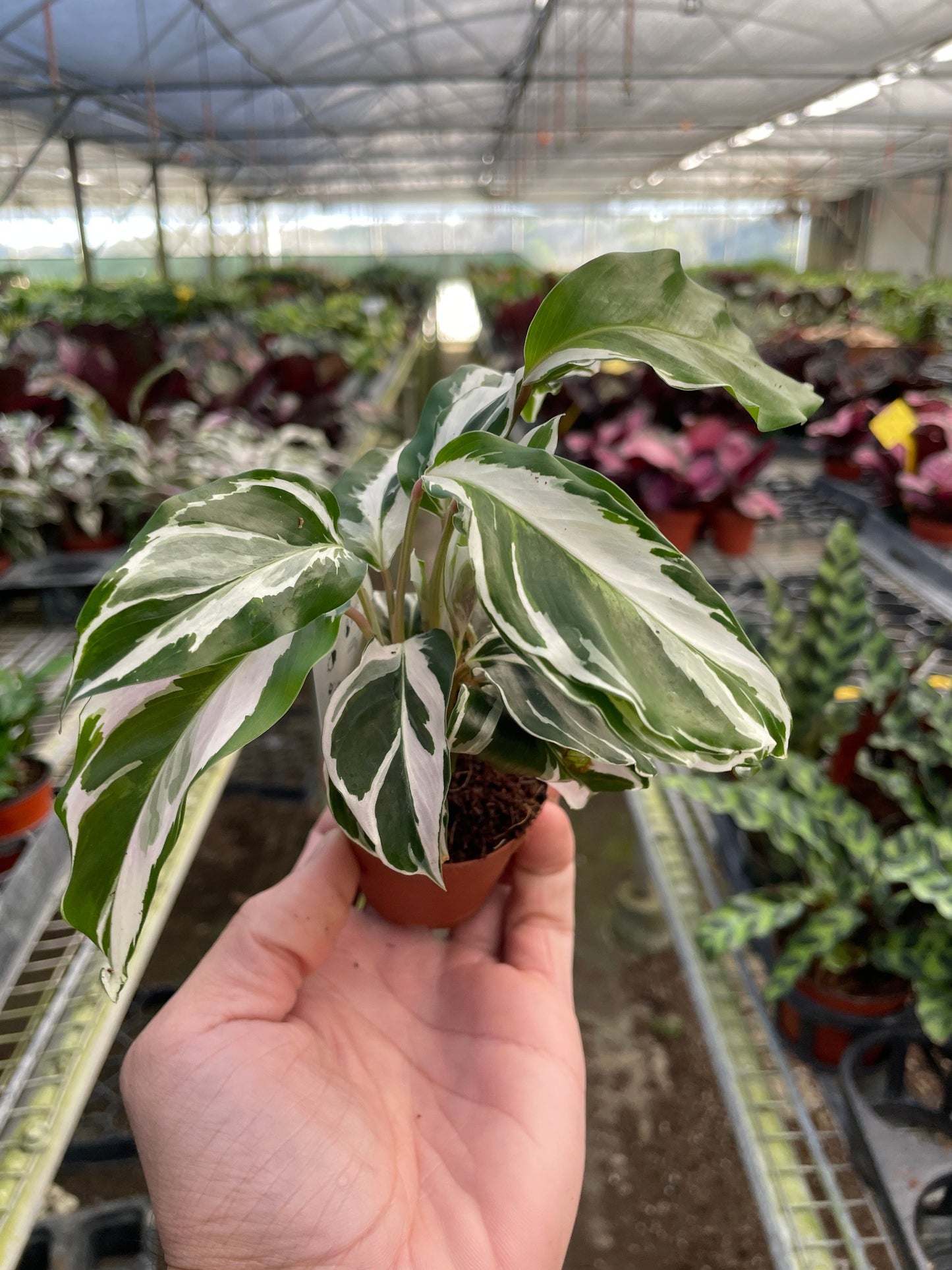 Calathea 'White Fusion' Peacock Plant Live Plant