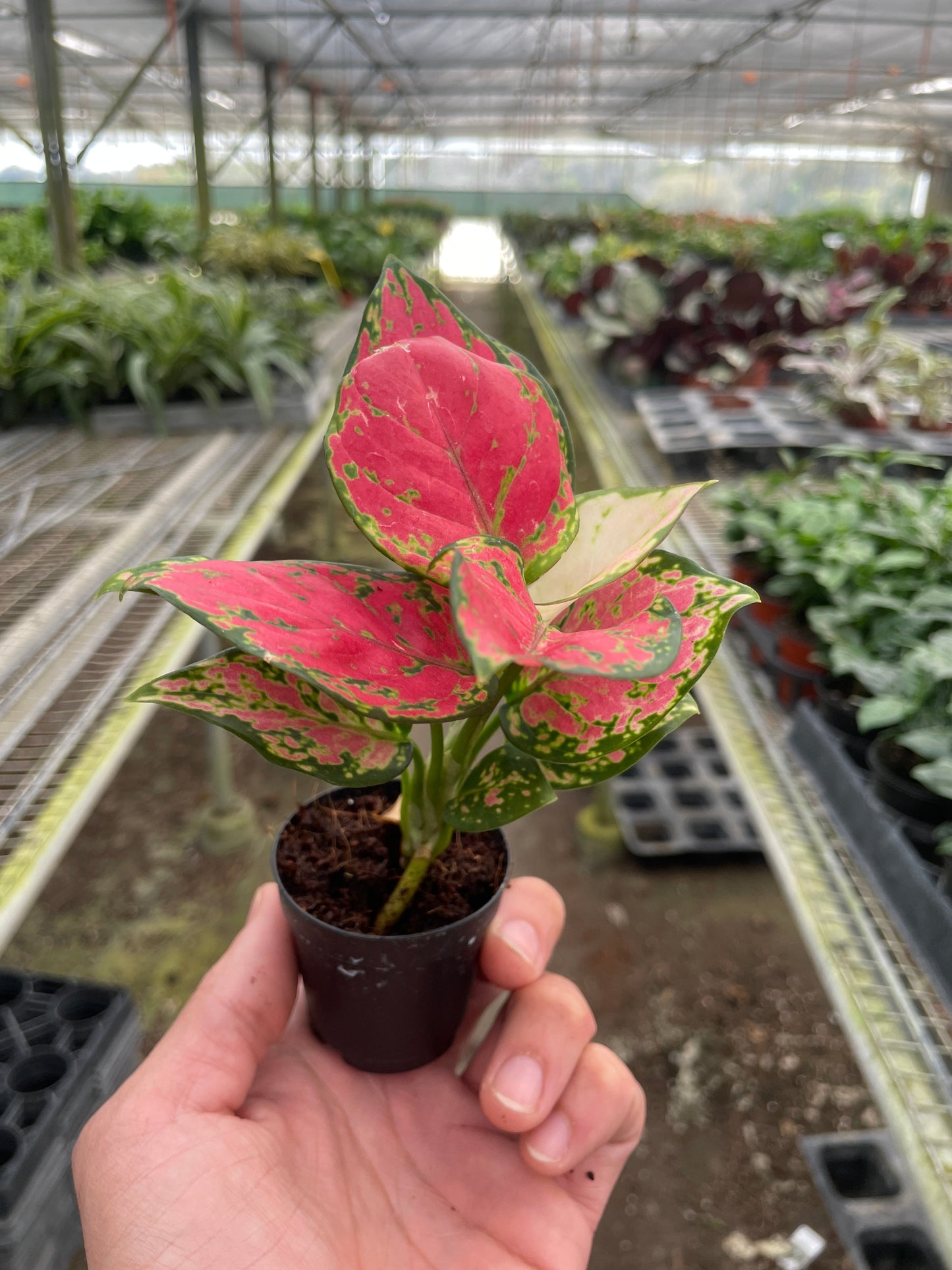 Aglaonema Lady Valentine Chinese Evergreen Live Plant