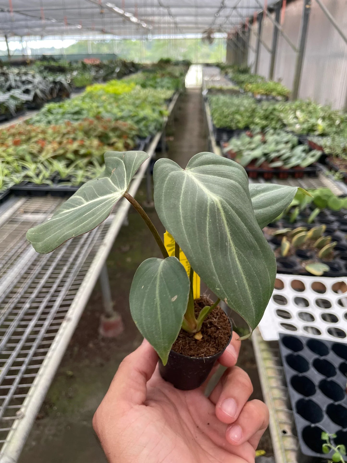 Philodendron Zebra Gloriosum Live Plant Multiple Sizes Available