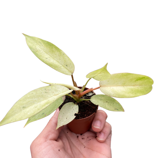 Philodendron Snowdrift Live Plant Multiple Sizes Available