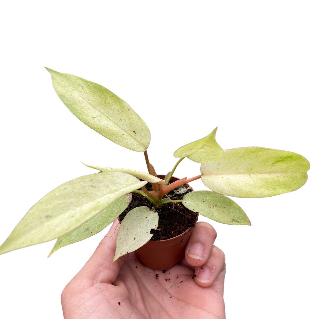 Philodendron Snowdrift Live Plant Multiple Sizes Available