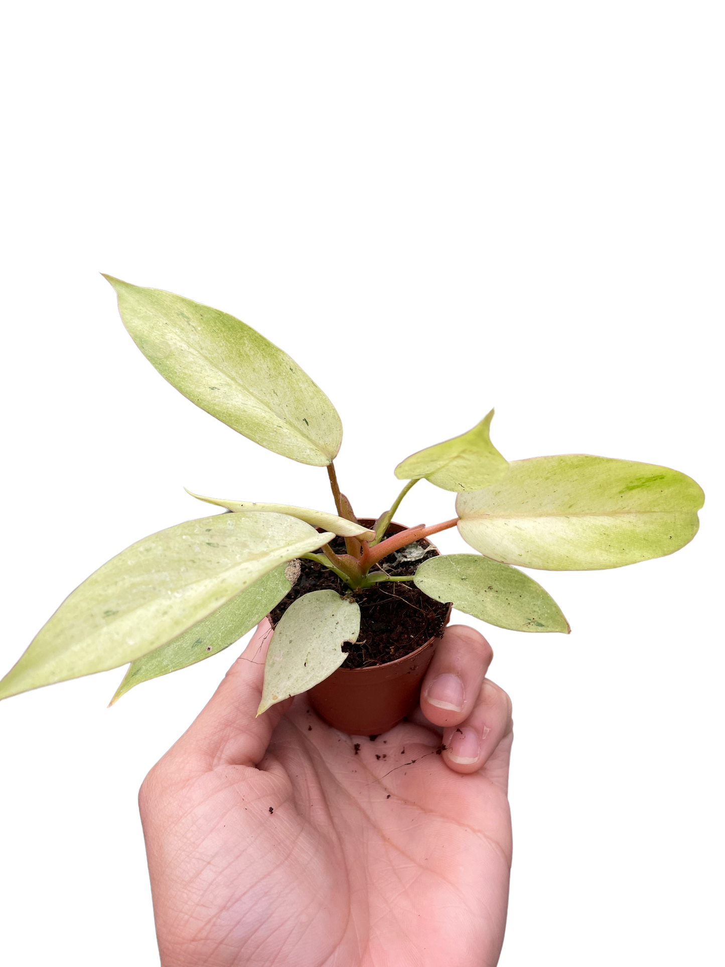 Philodendron Snowdrift Live Plant Multiple Sizes Available