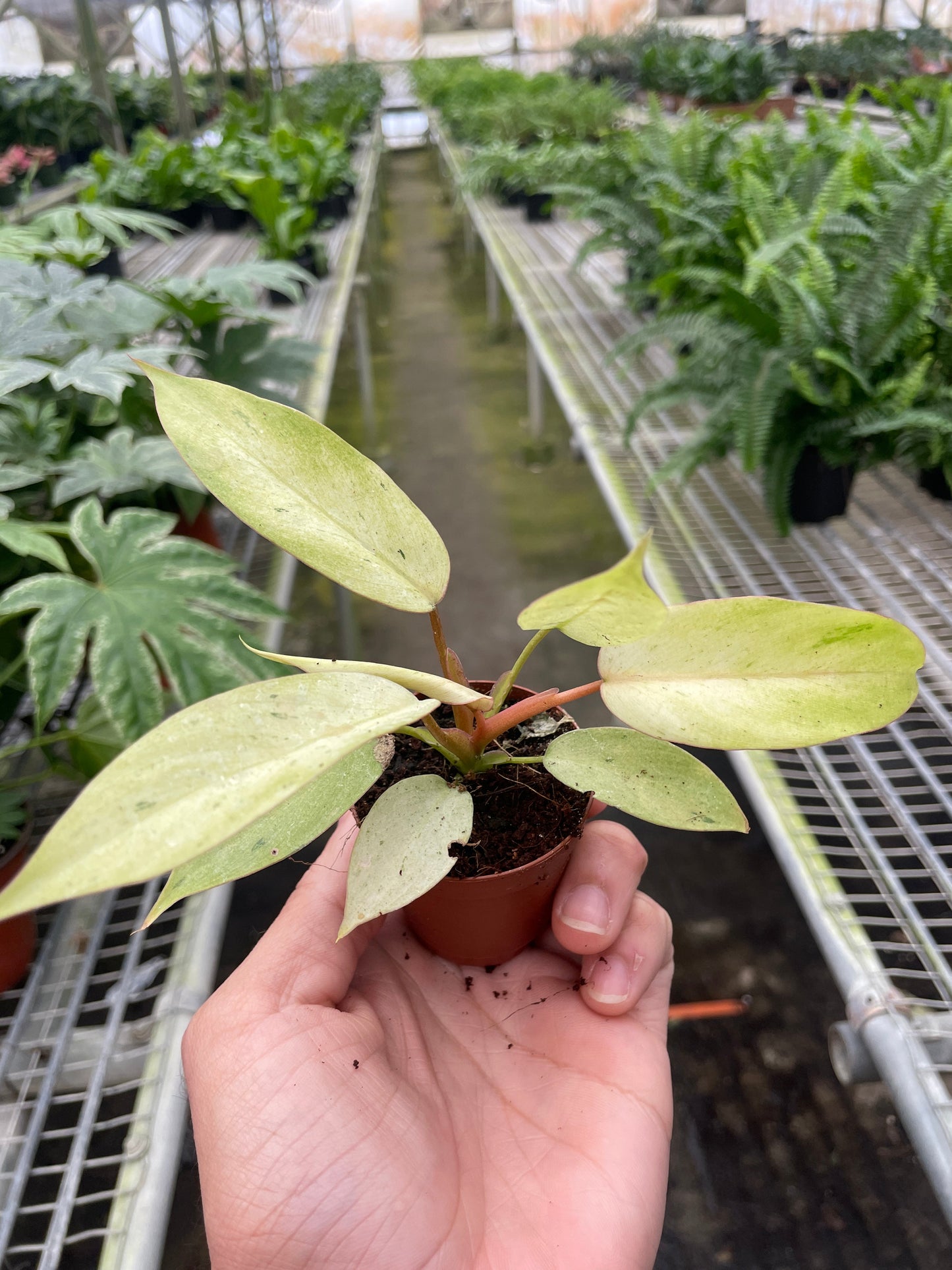 Philodendron Snowdrift Live Plant Multiple Sizes Available