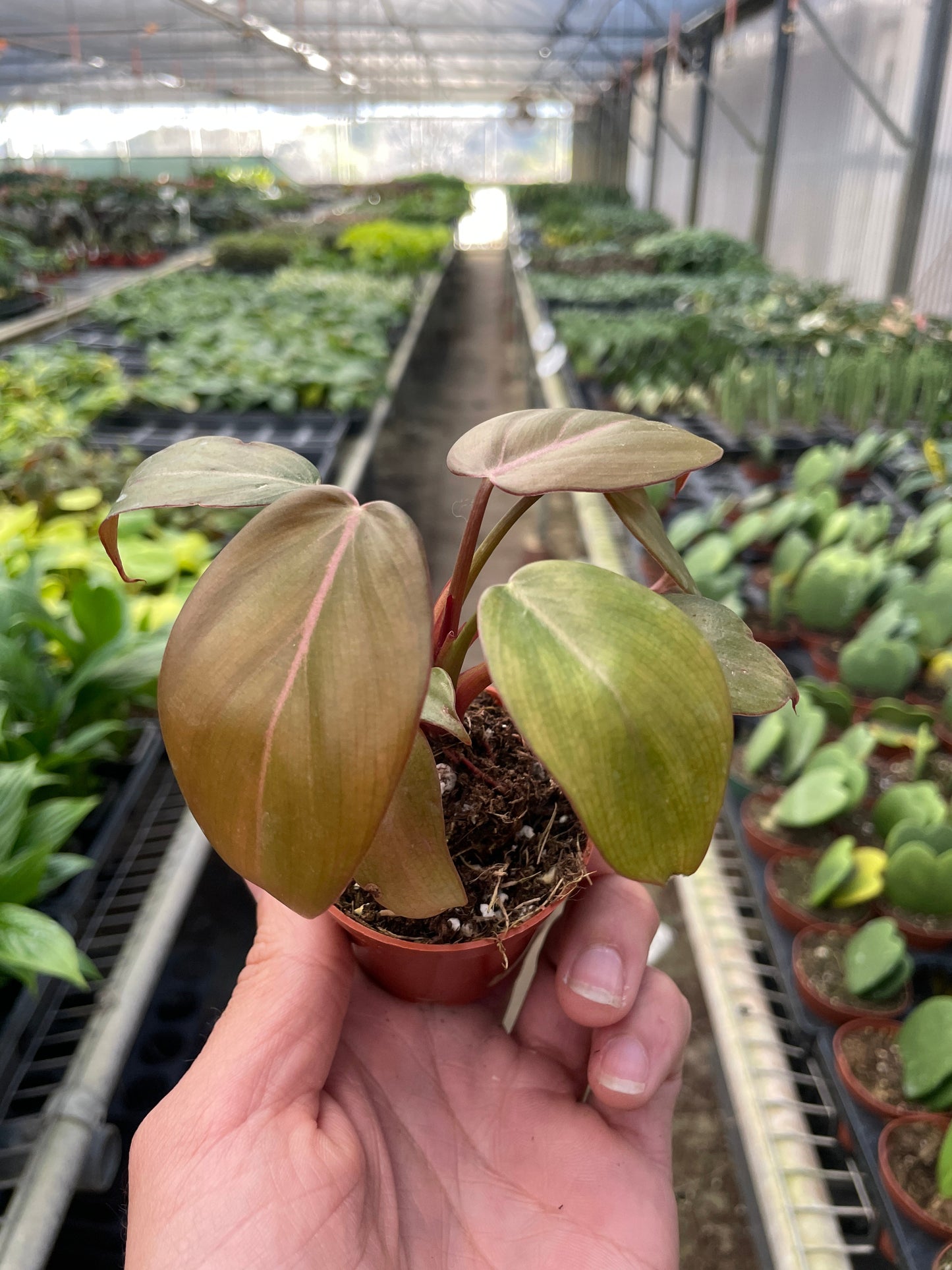 Philodendron Summer Glory Heartleaf Live Plant Multiple Sizes Available