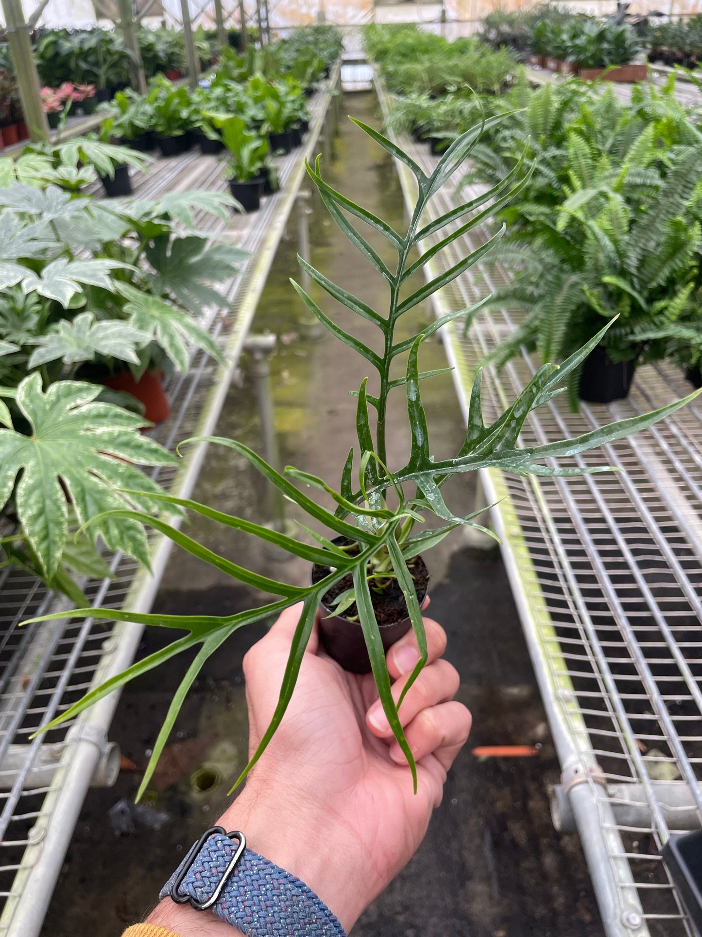 Philodendron Tortum Live Plant Multiple Sizes Available