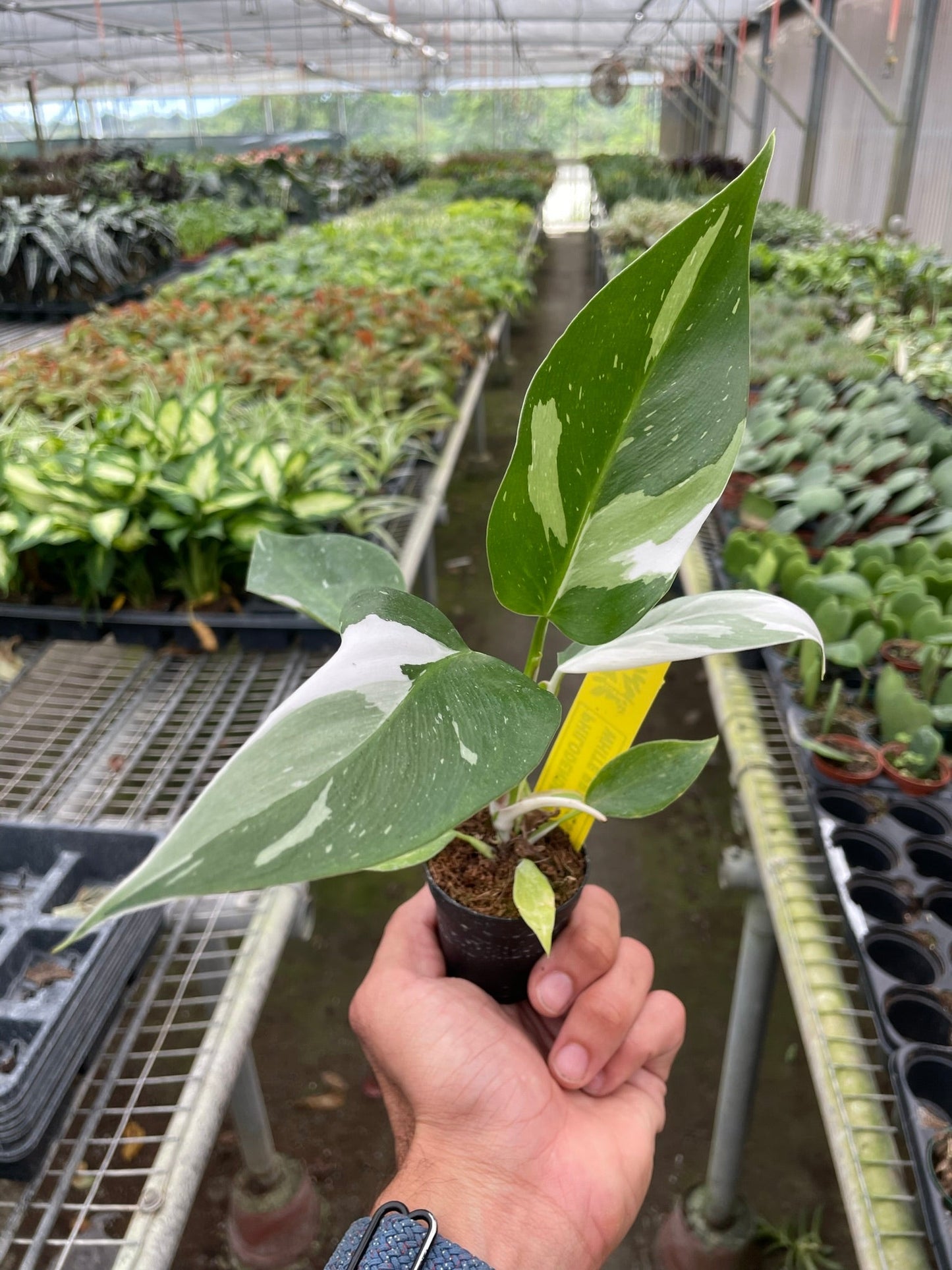 Philodendron White Princess Philodendron erubescens Live Plant Multiple Sizes Available