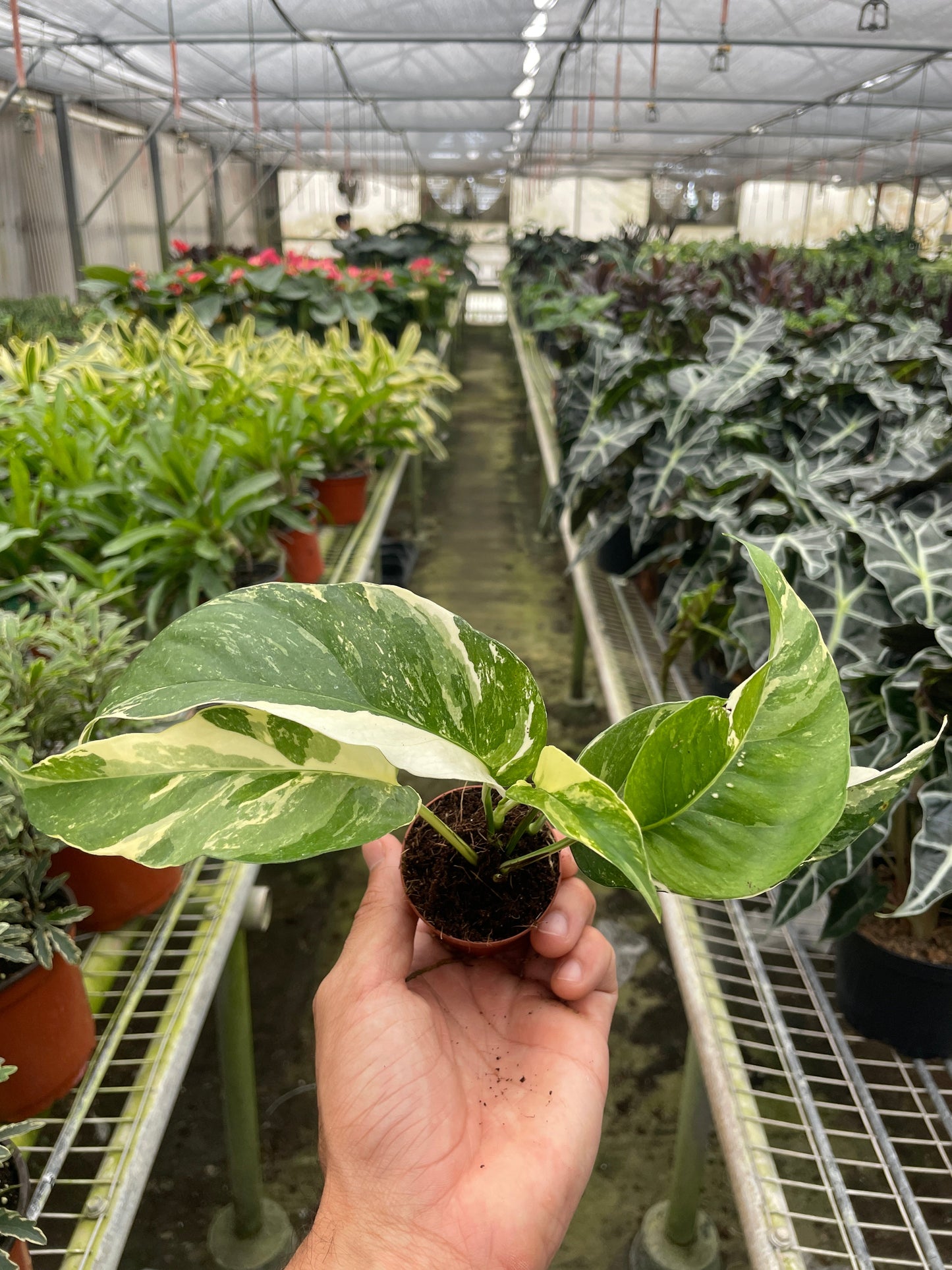 Pothos Albo Variegata Epipremnum pinnatum Variegated Live Plant