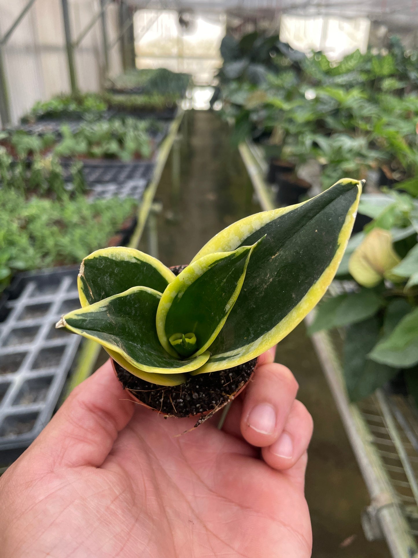 Sansevieria Black Gold Snake Plant Live Plant Multiple Sizes Available