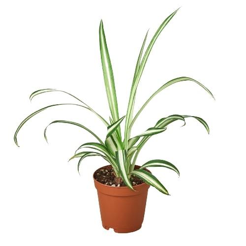 Spider Plant Reverse Chlorophytum comosum