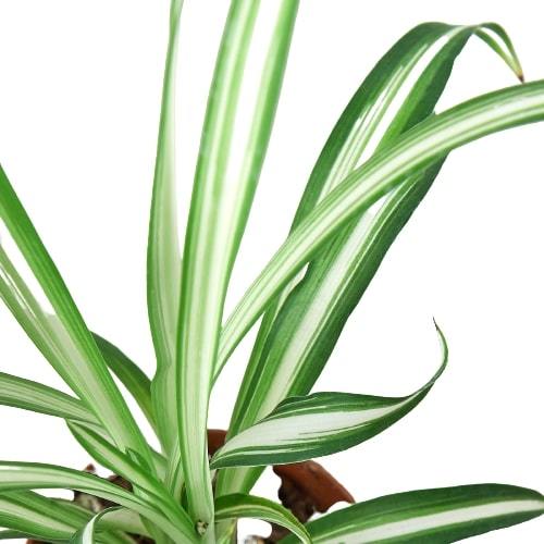 Spider Plant Reverse Chlorophytum comosum