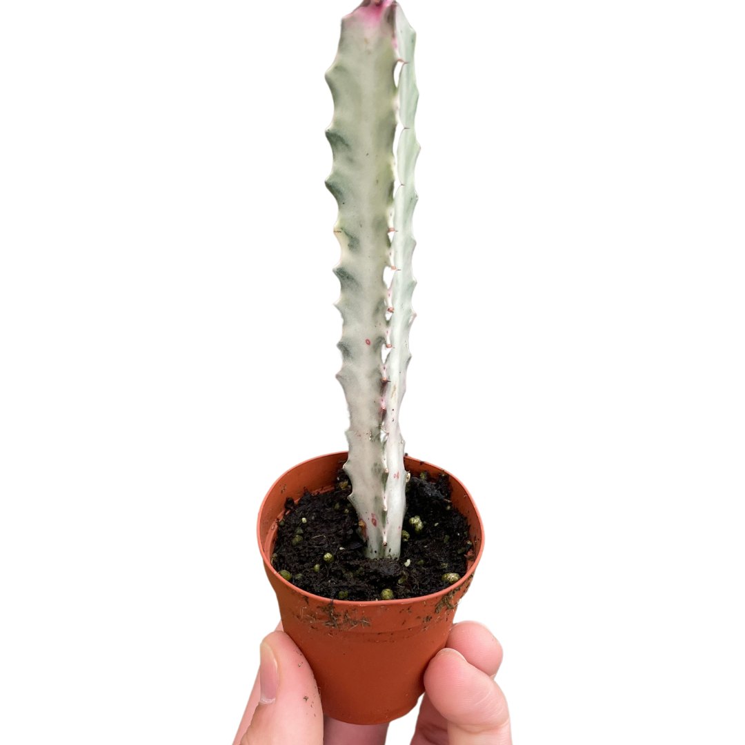 Succulent Euphorbia Dragon Bone Tree Live Plant Multiple SIzes Available