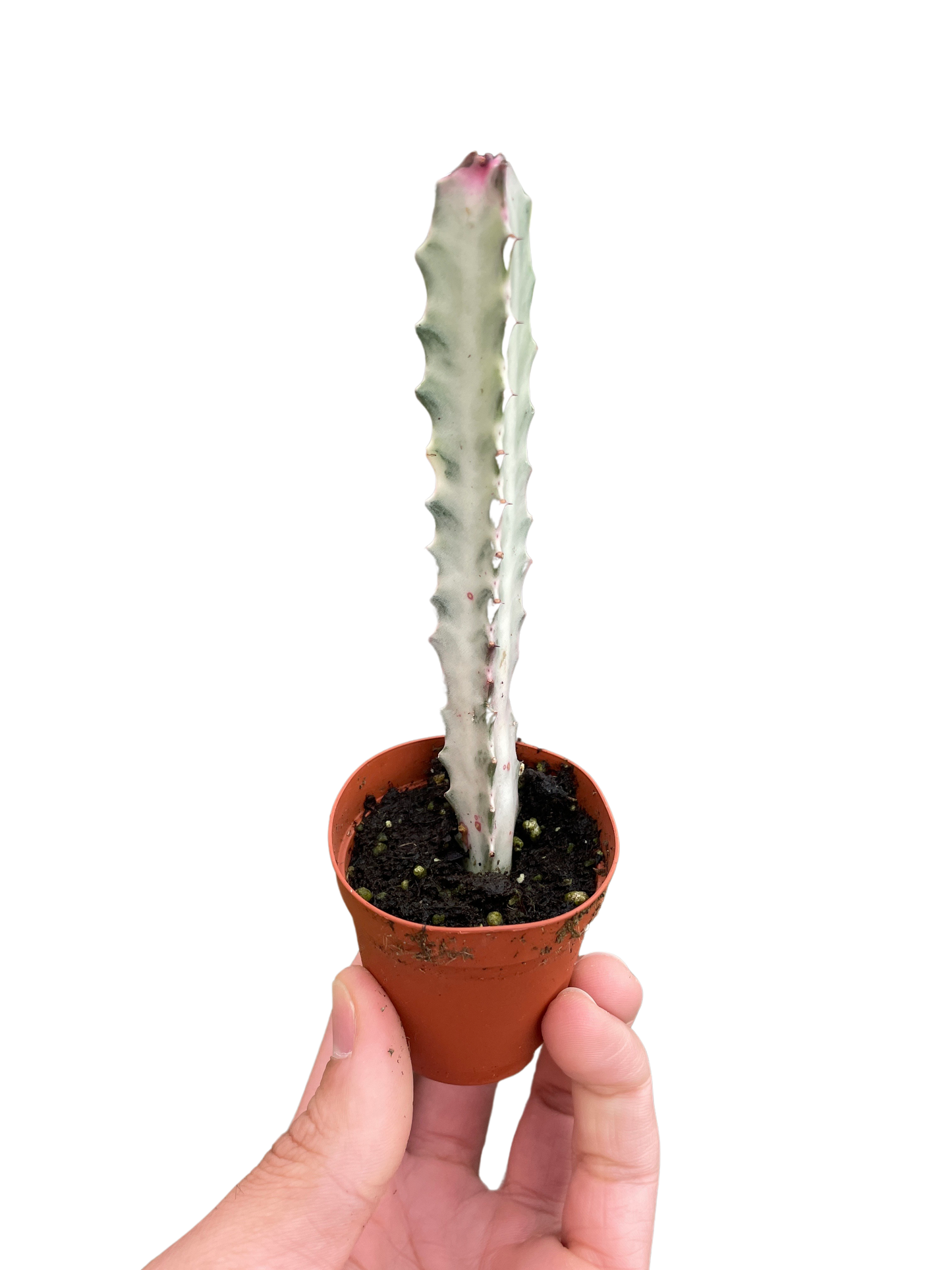 Succulent Euphorbia Dragon Bone Tree Live Plant Multiple SIzes Available