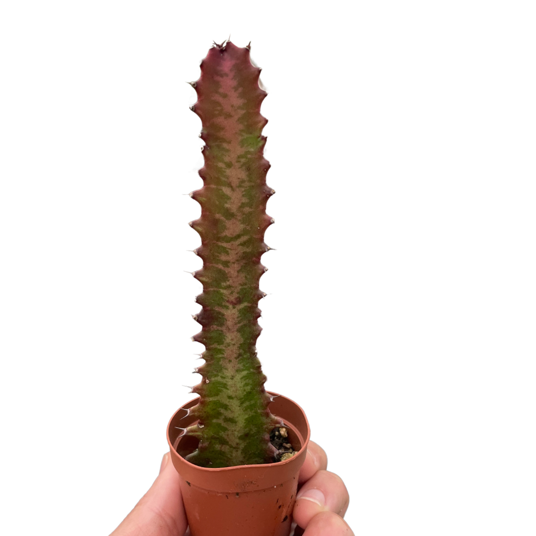 Succulent Euphorbia Trigona Rubra African Milk Tree Live plant Multiple Sizes Available