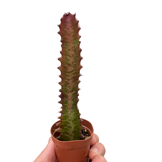 Succulent Euphorbia Trigona Rubra African Milk Tree Live plant Multiple Sizes Available