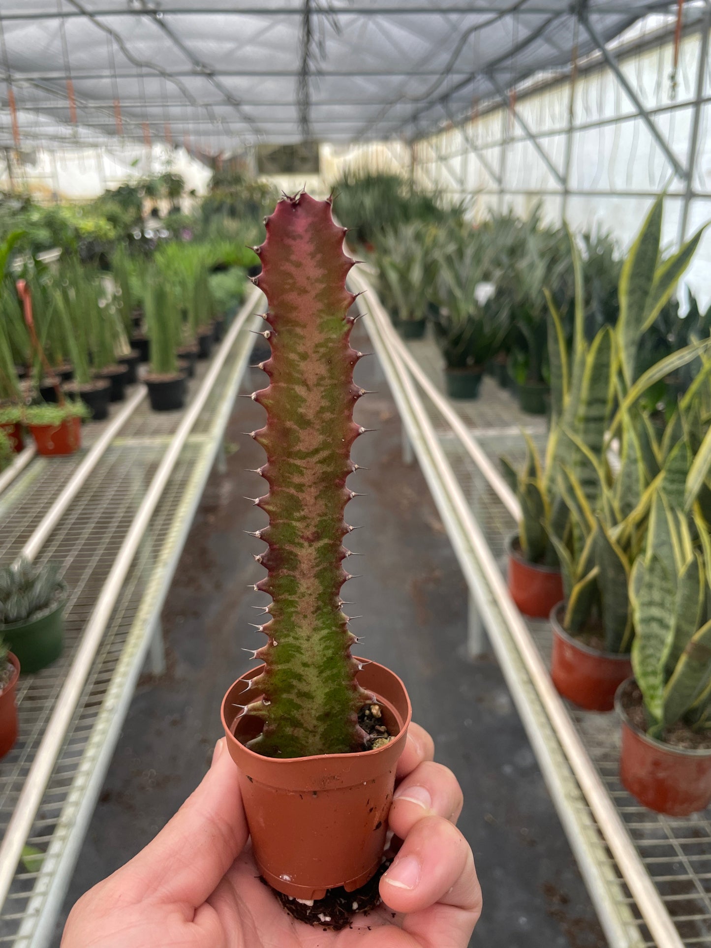 Succulent Euphorbia Trigona Rubra African Milk Tree Live plant Multiple Sizes Available