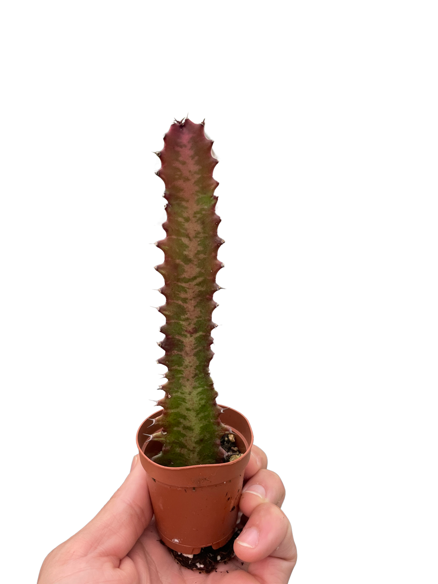 Succulent Euphorbia Trigona Rubra African Milk Tree Live plant Multiple Sizes Available