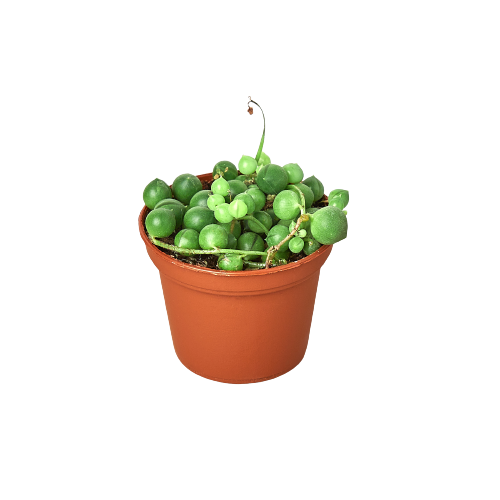 Succulent String of Pearls Senecio rowleyanus Live Plant Multiple Sizes Available