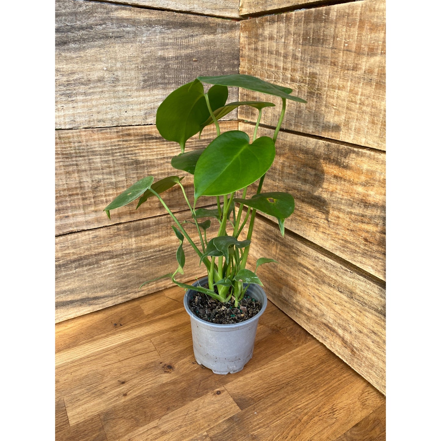 Monstera Deliciosa Split Leaf or Hurricane Plant 4" Pot Live Plant