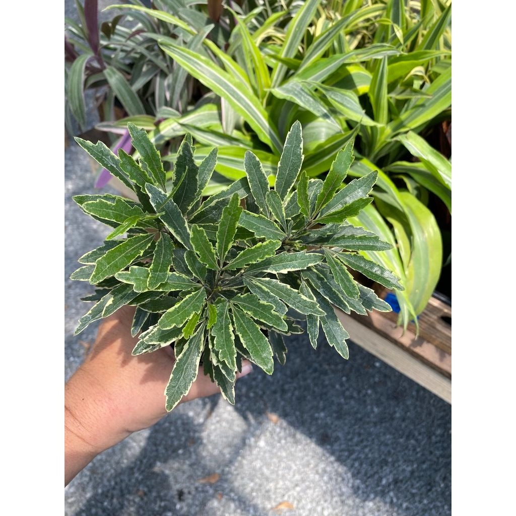 False Aralia or Dizygotheca elegantissima Bianca 4" Pot Live Plant